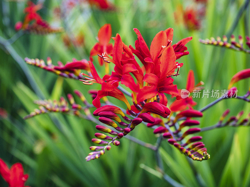 Crocosmia Lucifer在华盛顿州